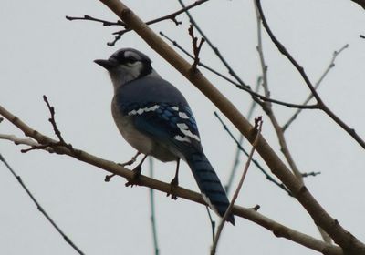 Low angle view of birds perching on branch