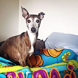 Dog lying on bed