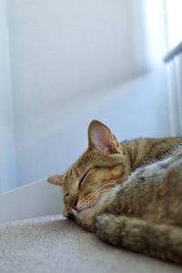 Close-up of cat relaxing at home