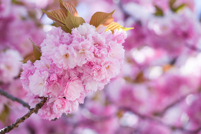 Close-up of pink cherry blossom