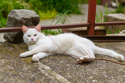 Close-up of a cat