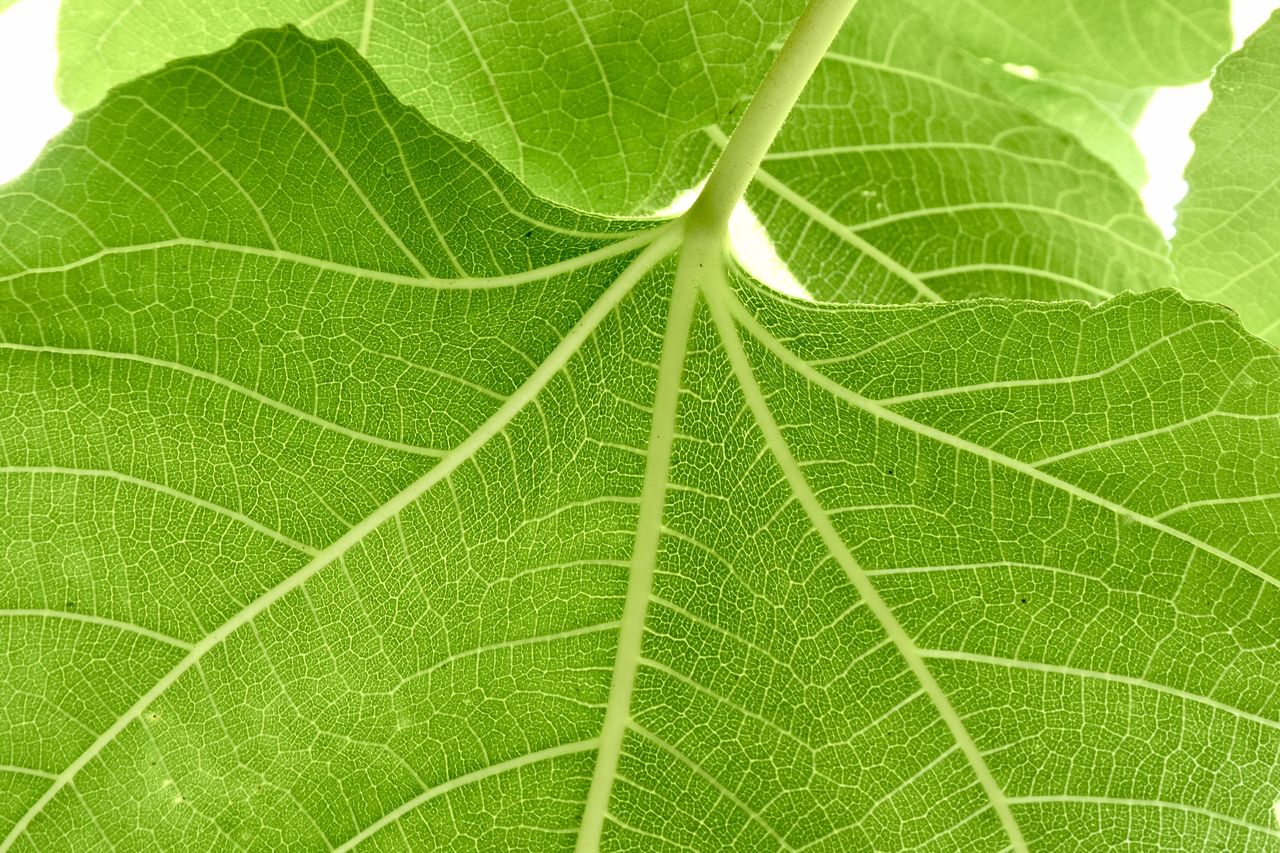 leaf, plant part, green, leaf vein, close-up, plant, nature, no people, tree, backgrounds, beauty in nature, growth, pattern, macro, outdoors, full frame, freshness, flower, day, textured, fragility, grape leaves, extreme close-up, botany