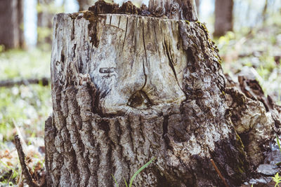 Close-up of tree trunk in forest