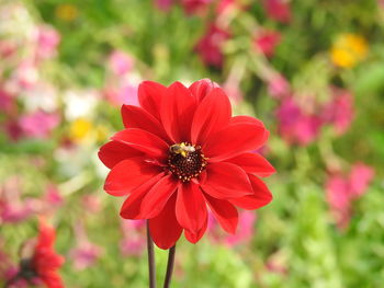 Close-up of red flower