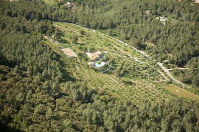 High angle view of trees and plants in forest