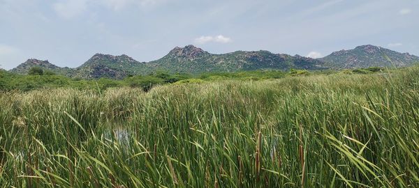Scenic view of field against sky