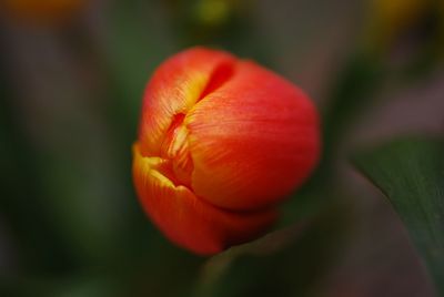 Close-up of tulip