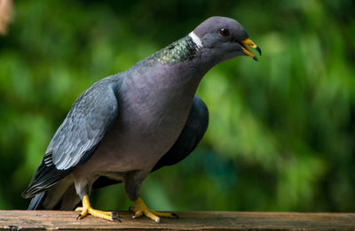 Close-up of bird perching outdoors