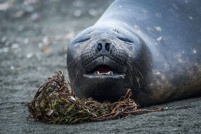 Close-up of seal sleeping on sandy beach