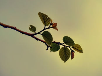 Low angle view of leaves on tree