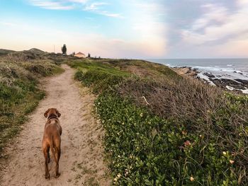 Dog standing on land against sea