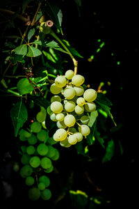 Close-up of plant
