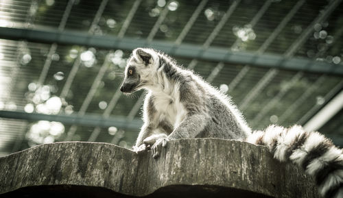 animal
