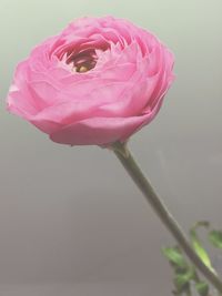 Close-up of pink rose