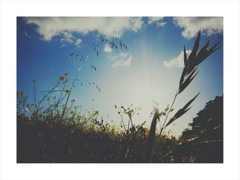 Low angle view of plants against sky