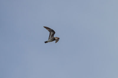 Low angle view of seagull flying