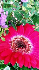 Close-up of pink flower blooming outdoors