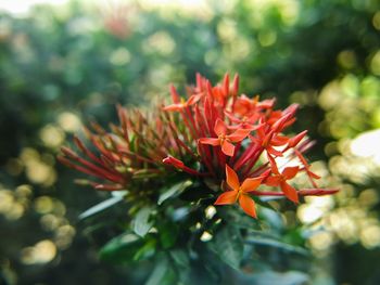 Close-up of red flowers blooming outdoors