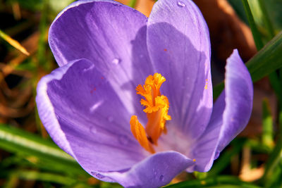 Close-up of purple crocus flower