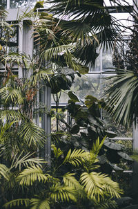 Low angle view of palm tree