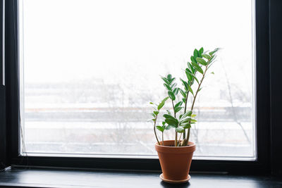 Home potted flower zamiokulkas on the window, copy space