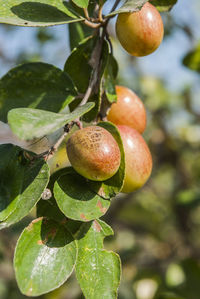 Close-up of fruit growing on tree