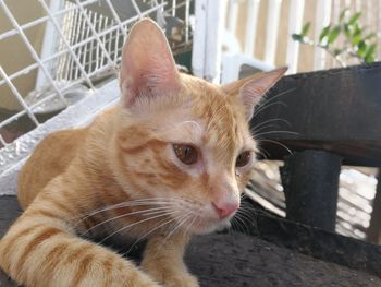 Close-up of cat sitting