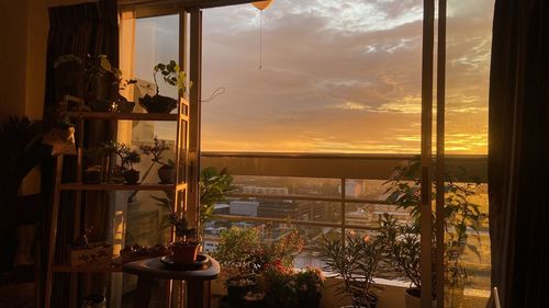 Potted plants on table against window during sunset