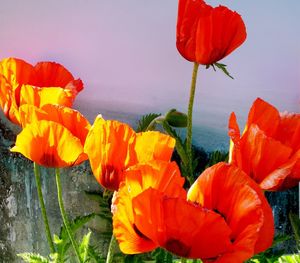 Close-up of orange poppy flowers against sky