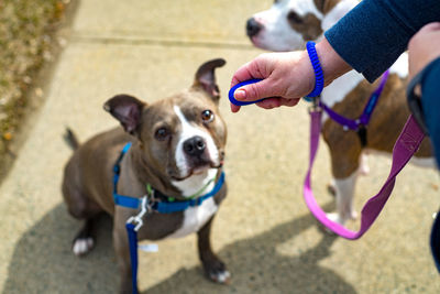 Midsection of man with dog