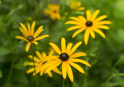 Close-up of yellow daisy flowers