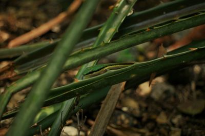 Close-up of snake on plants