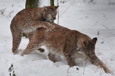 Cats on snow covered field during winter