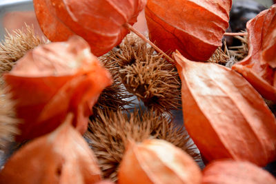Close-up of dried fruits on plant
