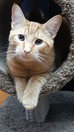 animal