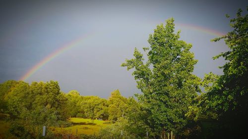 Rainbow over trees against sky