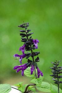 Close-up of purple flowering plant