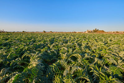 Scenic view of agricultural field against clear sky