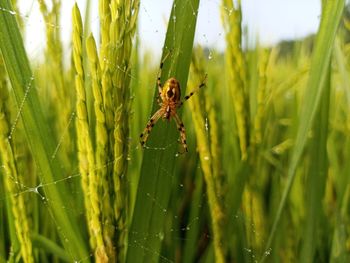 Close-up of insect on grass
