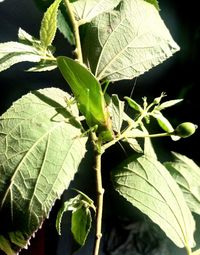 Close-up of fresh green leaves