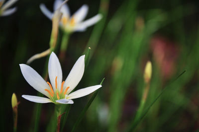 Close-up of white lily