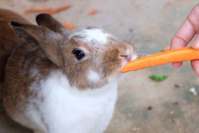 Close-up of hand feeding carrot to rabbit