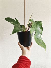 Midsection of person holding potted plant against wall