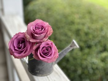 Close-up of pink rose