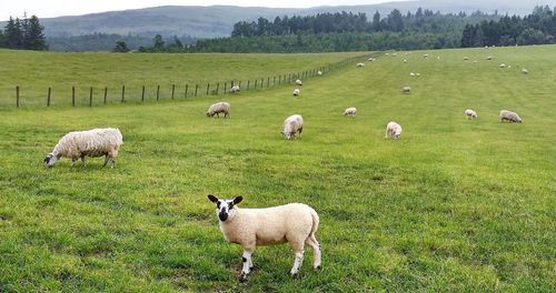 Sheep grazing in pasture