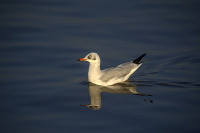 Seagull swimming in lake