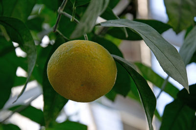 Close-up of lemon growing on tree