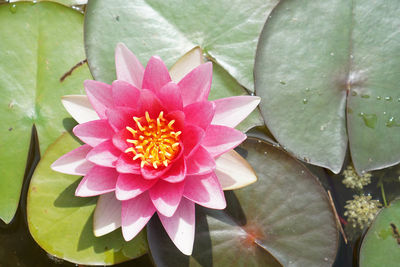 Close-up of pink water lily blooming outdoors