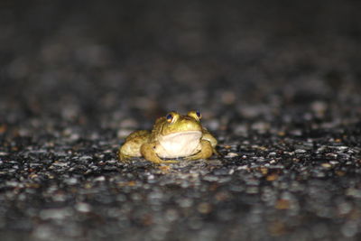 Close-up of frog on wet land