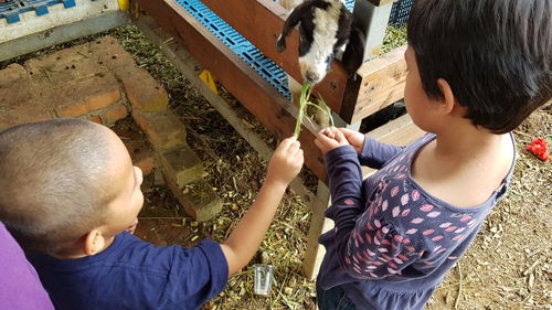 High angle view of children feeding goats